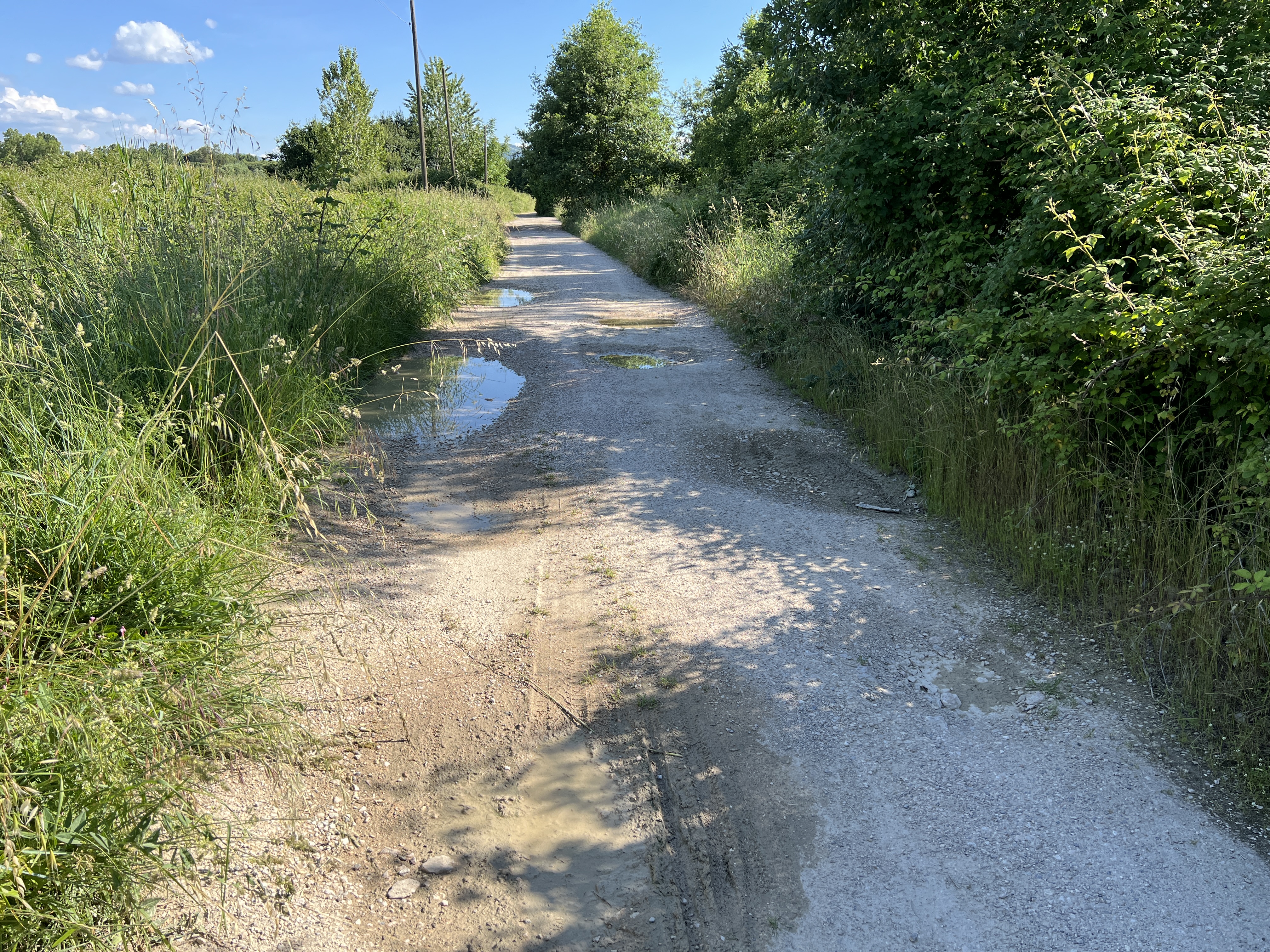 Unbefestigter Abschnitt des Radwegs in einer ländlichen Gegend mit Pfützen. Üppige Vegetation und hohe Büsche an den Seiten